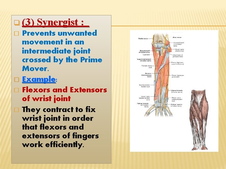 q (3) Synergist : Prevents unwanted movement in an intermediate joint crossed by the