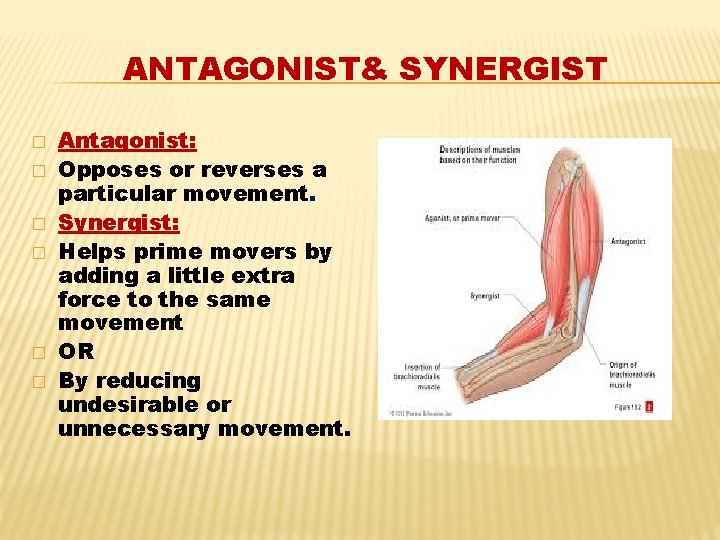 ANTAGONIST& SYNERGIST � � � Antagonist: Opposes or reverses a particular movement. Synergist: Helps