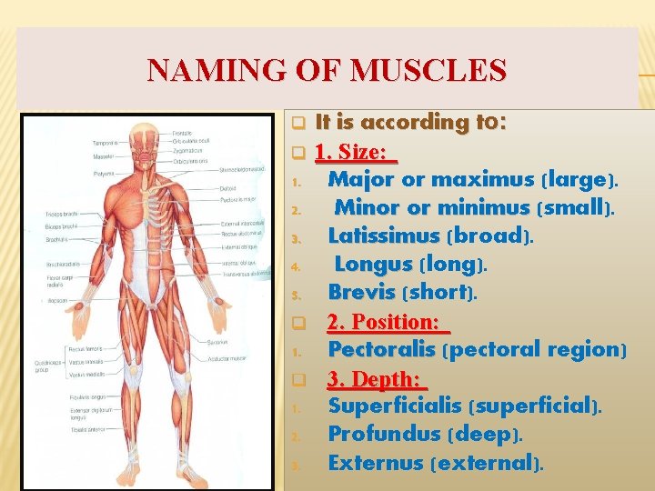 NAMING OF MUSCLES q q 1. 2. 3. 4. 5. q 1. 2. 3.