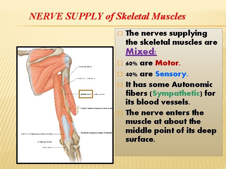 NERVE SUPPLY of Skeletal Muscles � The nerves supplying the skeletal muscles are Mixed: