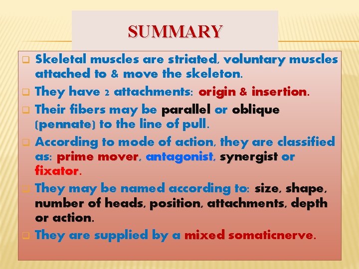 SUMMARY q q q Skeletal muscles are striated, striated voluntary muscles attached to &