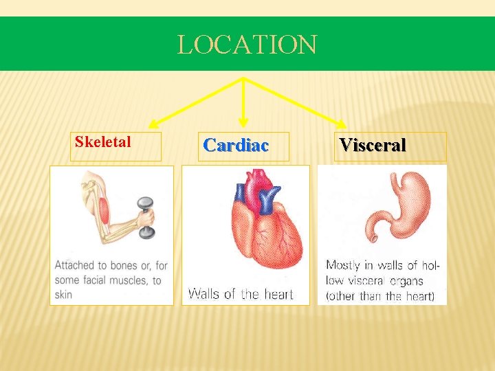 LOCATION Skeletal Cardiac Visceral 