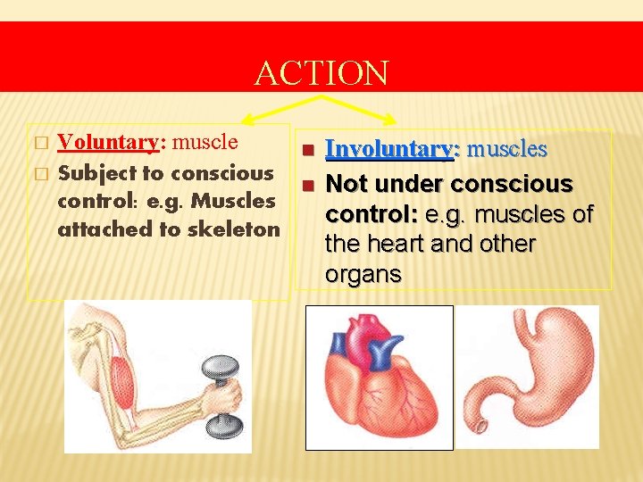 ACTION � � Voluntary: muscle Subject to conscious control: e. g. Muscles attached to