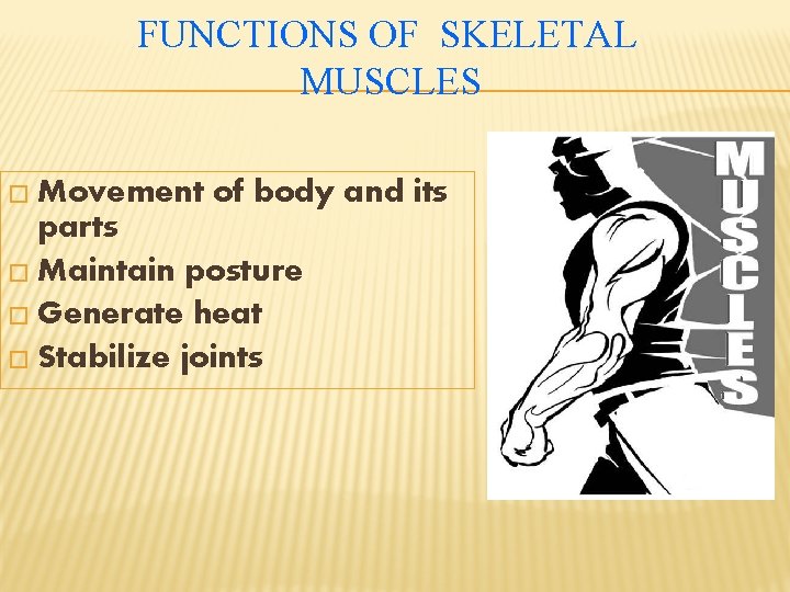 FUNCTIONS OF SKELETAL MUSCLES � Movement of body and its parts � Maintain posture