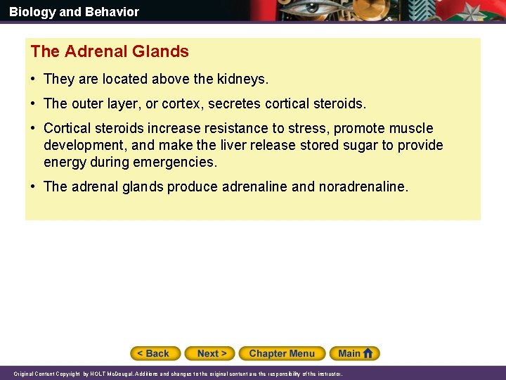Biology and Behavior The Adrenal Glands • They are located above the kidneys. •