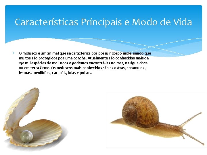 Características Principais e Modo de Vida O molusco é um animal que se caracteriza