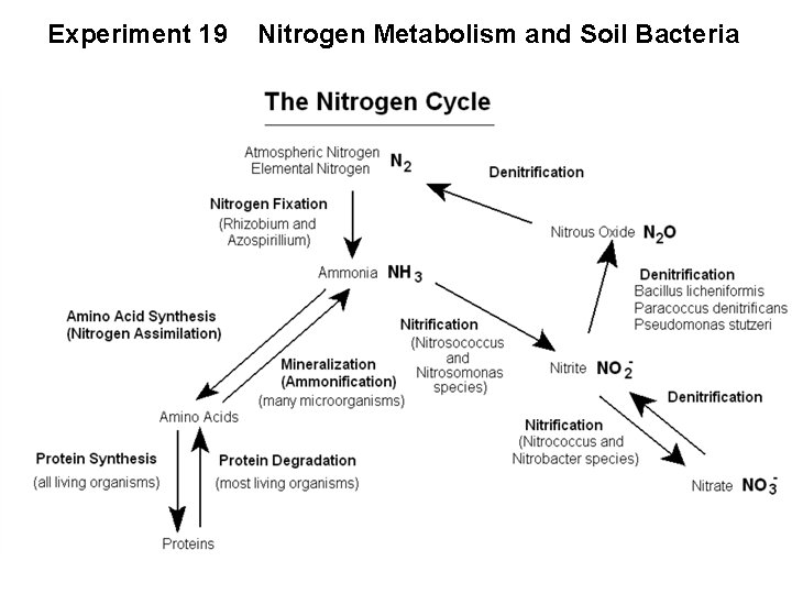 Experiment 19 Nitrogen Metabolism and Soil Bacteria 