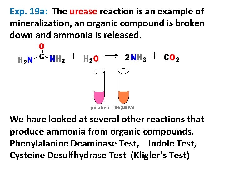 Exp. 19 a: The urease reaction is an example of mineralization, an organic compound