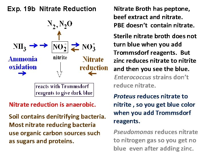 Exp. 19 b Nitrate Reduction Nitrate Broth has peptone, beef extract and nitrate. PBE
