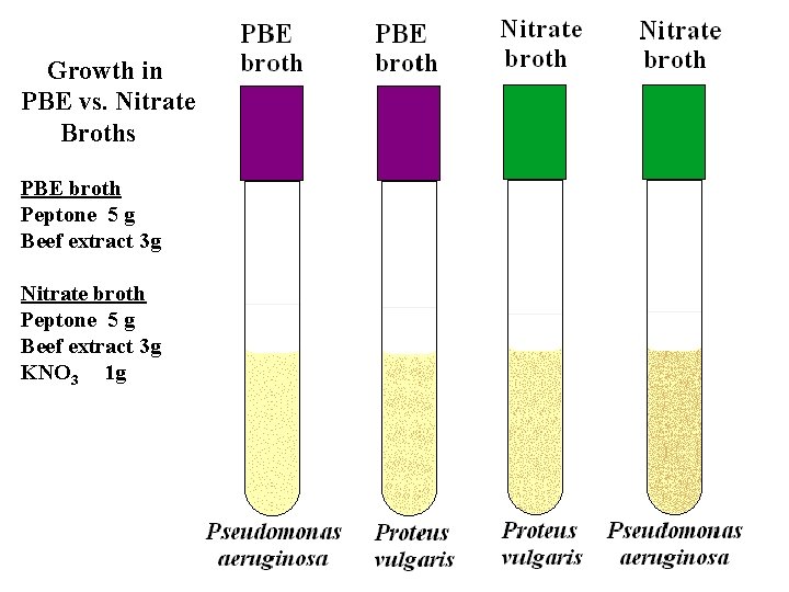 Growth in PBE vs. Nitrate Broths PBE broth Peptone 5 g Beef extract 3