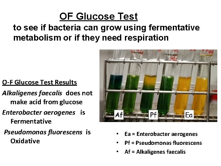 OF Glucose Test to see if bacteria can grow using fermentative metabolism or if