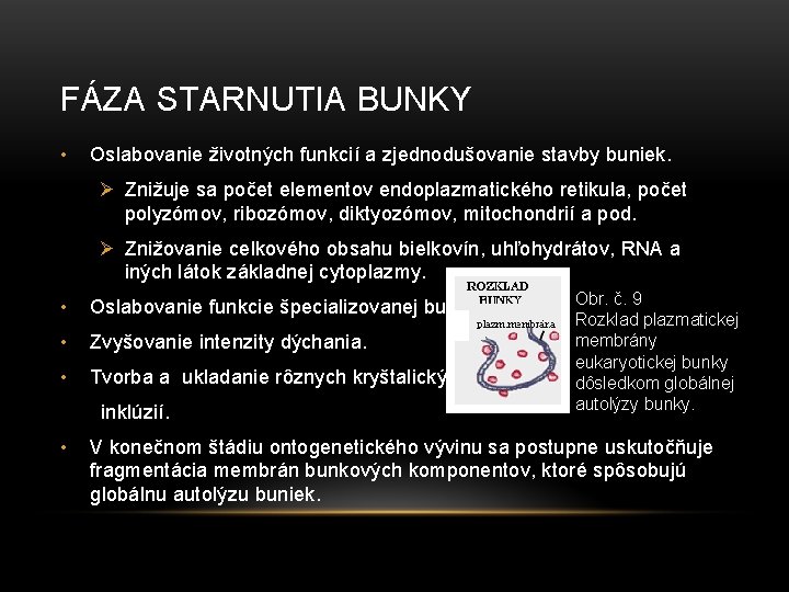 FÁZA STARNUTIA BUNKY • Oslabovanie životných funkcií a zjednodušovanie stavby buniek. Ø Znižuje sa