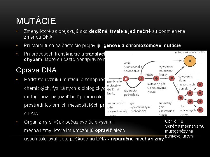 MUTÁCIE • Zmeny ktoré sa prejavujú ako dedičné, trvalé a jedinečné sú podmienené zmenou