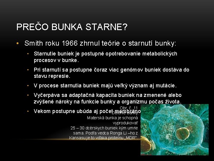 PREČO BUNKA STARNE? • Smith roku 1966 zhrnul teórie o starnutí bunky: • Starnutie