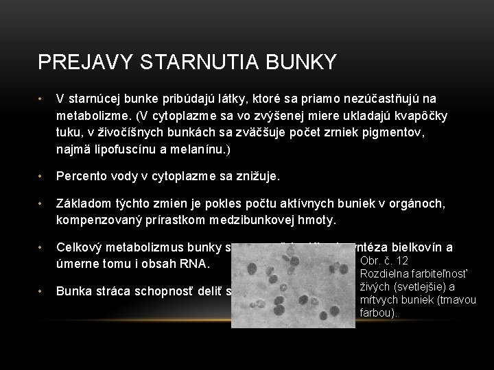 PREJAVY STARNUTIA BUNKY • V starnúcej bunke pribúdajú látky, ktoré sa priamo nezúčastňujú na