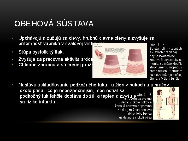 OBEHOVÁ SÚSTAVA • • Upchávajú a zužujú sa cievy, hrubnú cievne steny a zvyšuje