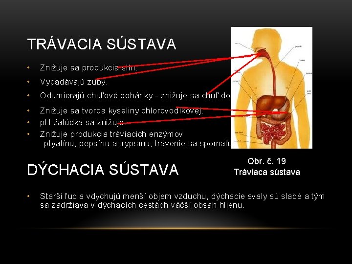 TRÁVACIA SÚSTAVA • Znižuje sa produkcia slín. • Vypadávajú zuby. • Odumierajú chuťové poháriky