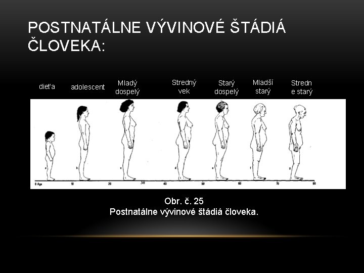 POSTNATÁLNE VÝVINOVÉ ŠTÁDIÁ ČLOVEKA: dieťa adolescent Mladý dospelý Stredný vek Starý dospelý Mladší starý