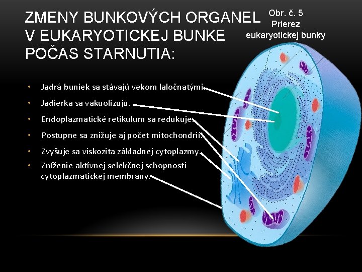 ZMENY BUNKOVÝCH ORGANEL Obr. č. 5 Prierez V EUKARYOTICKEJ BUNKE eukaryotickej bunky POČAS STARNUTIA: