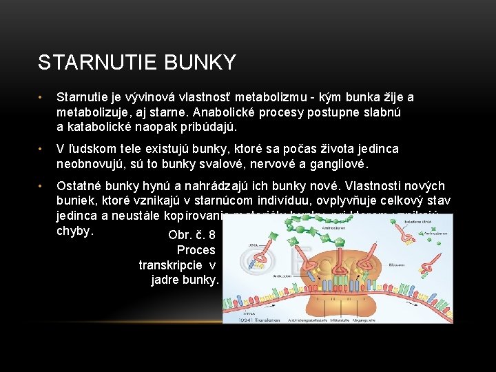 STARNUTIE BUNKY • Starnutie je vývinová vlastnosť metabolizmu - kým bunka žije a metabolizuje,