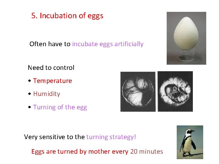 5. Incubation of eggs Often have to incubate eggs artificially Need to control •
