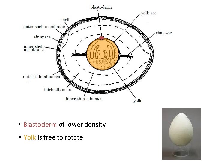  • Blastoderm of lower density • Yolk is free to rotate 