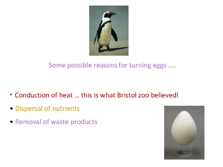 Some possible reasons for turning eggs …. • Conduction of heat … this is