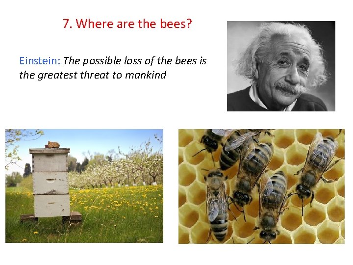 7. Where are the bees? Einstein: The possible loss of the bees is the