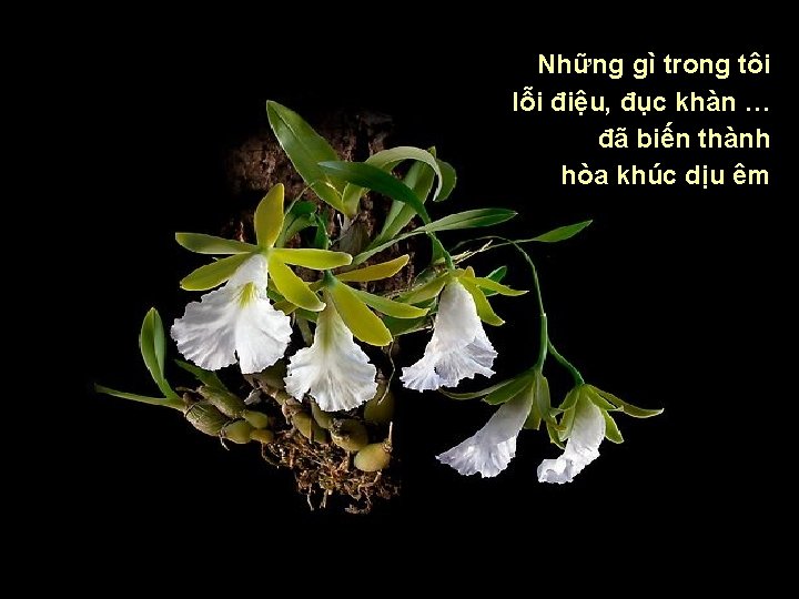 Những gì trong tôi lỗi điệu, đục khàn … đã biến thành hòa khúc