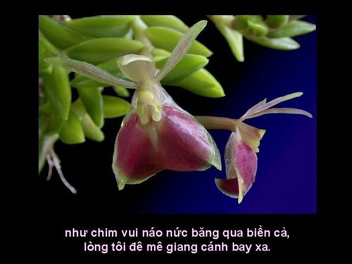 như chim vui náo nức băng qua biển cả, lòng tôi đê mê giang