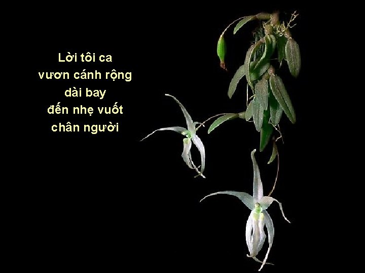 Lời tôi ca vươn cánh rộng dài bay đến nhẹ vuốt chân người 