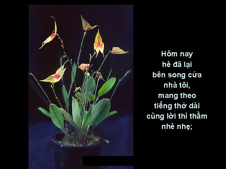 Hôm nay hè đã lại bên song cửa nhà tôi, mang theo tiếng thở