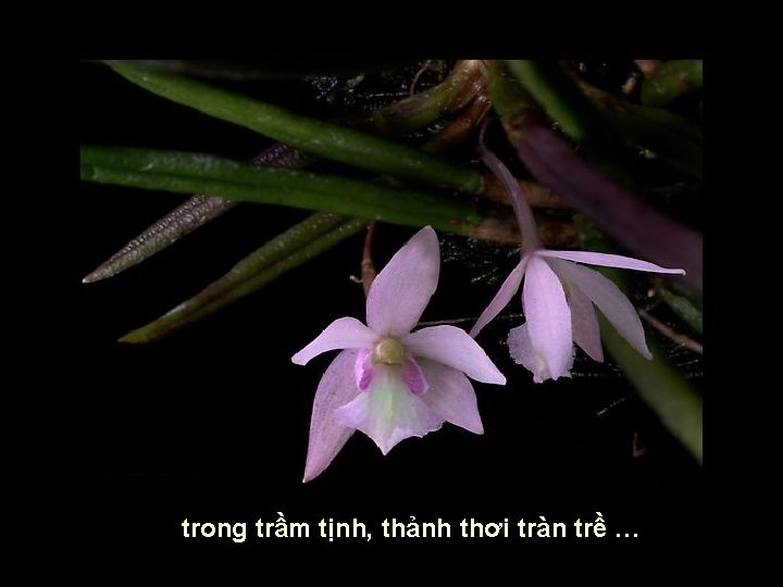 trong trầm tịnh, thảnh thơi tràn trề … 