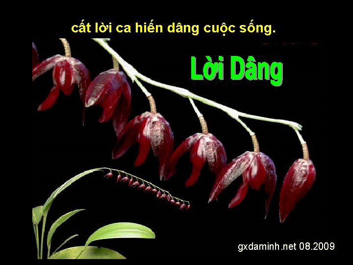 cất lời ca hiến dâng cuộc sống. gxdaminh. net 08. 2009 