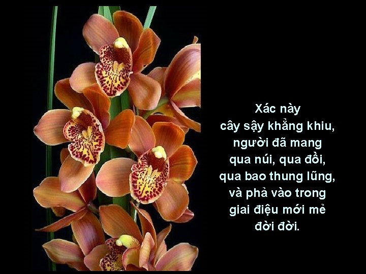 Xác này cây sậy khẳng khiu, người đã mang qua núi, qua đồi, qua