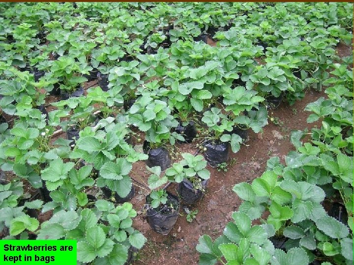 Strawberries are kept in bags 