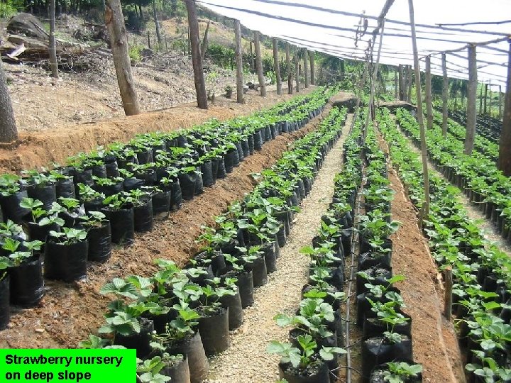 Strawberry nursery on deep slope 