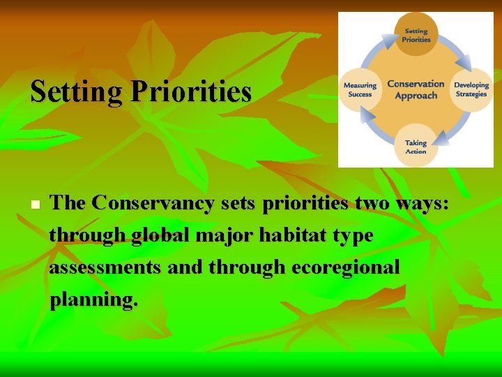 Setting Priorities n The Conservancy sets priorities two ways: through global major habitat type