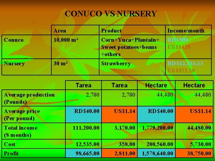 CONUCO VS NURSERY Area Product Income/month Conuco 10, 000 m² Corn+Yuca+Plantain+ Sweet potatoes+beans +others