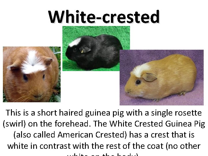 White-crested This is a short haired guinea pig with a single rosette (swirl) on