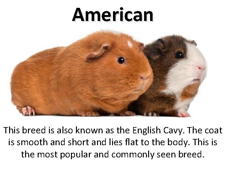 American This breed is also known as the English Cavy. The coat is smooth