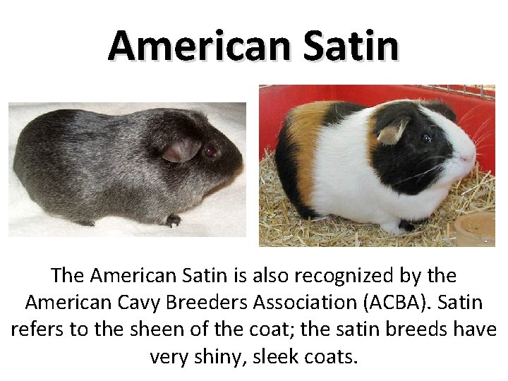 American Satin The American Satin is also recognized by the American Cavy Breeders Association