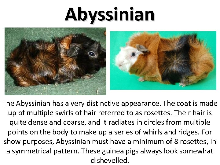 Abyssinian The Abyssinian has a very distinctive appearance. The coat is made up of