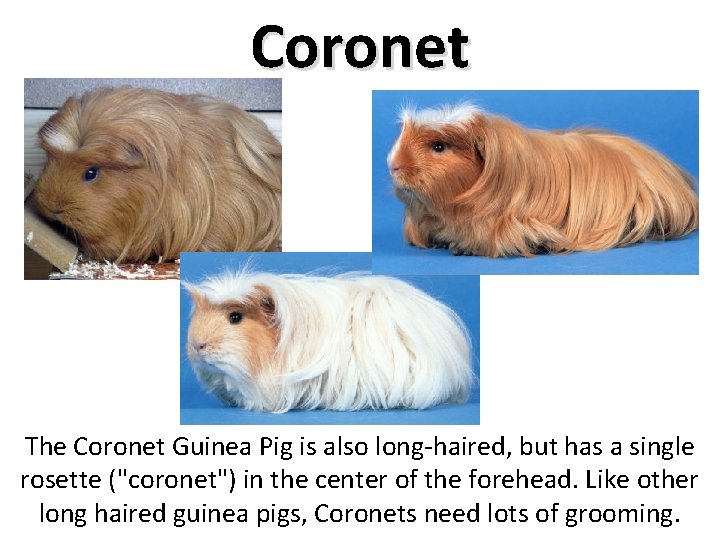 Coronet The Coronet Guinea Pig is also long-haired, but has a single rosette ("coronet")