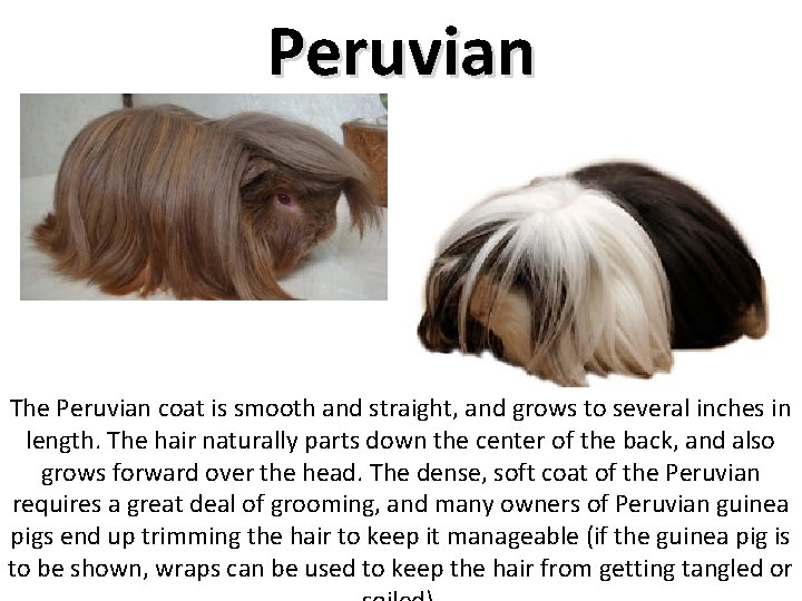 Peruvian The Peruvian coat is smooth and straight, and grows to several inches in