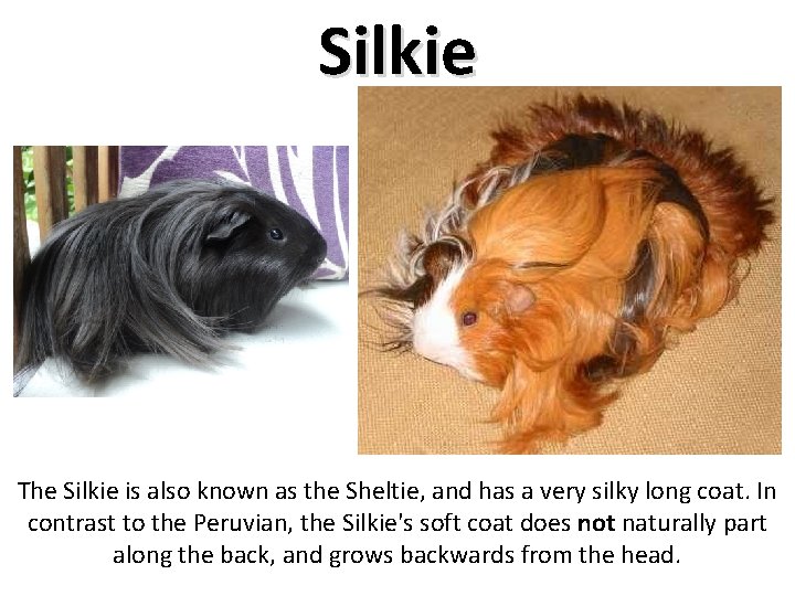 Silkie The Silkie is also known as the Sheltie, and has a very silky