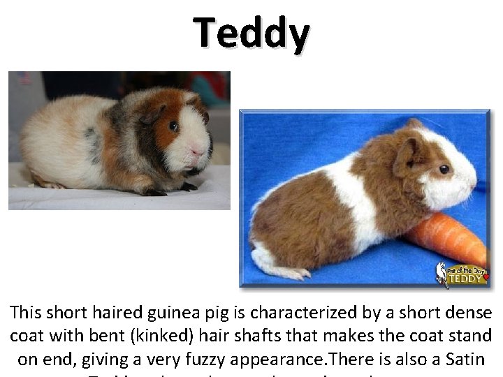 Teddy This short haired guinea pig is characterized by a short dense coat with