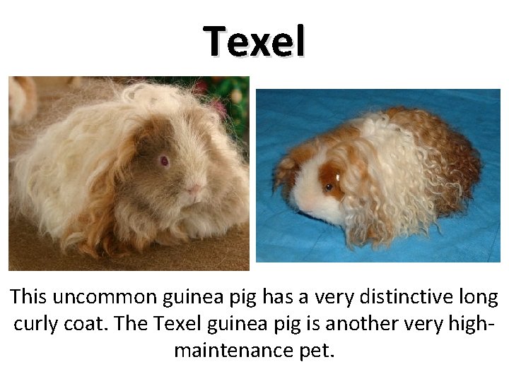 Texel This uncommon guinea pig has a very distinctive long curly coat. The Texel