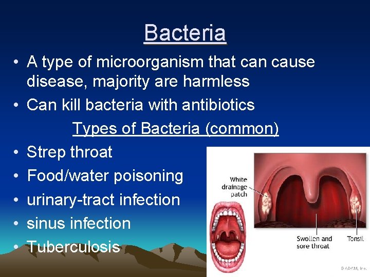 Bacteria • A type of microorganism that can cause disease, majority are harmless •