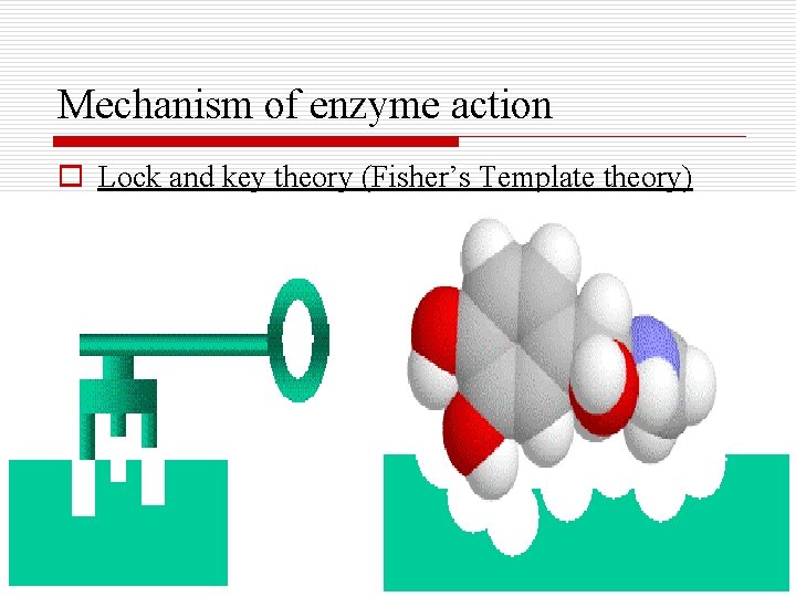 Mechanism of enzyme action o Lock and key theory (Fisher’s Template theory) 